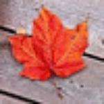 Patraoo Multicuisine Restaurant & Bar